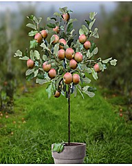 Standard Apple Malus Coxs Orange Pippin Standard Apple Malus Coxs Orange Pippin