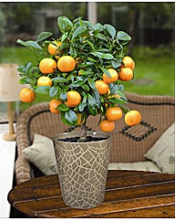 Mini Orange Tree 40cm with fruit Mini Orange Tree 40cm with fruit
