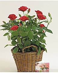 Pot Rose Basket Red Pot Rose Basket Red