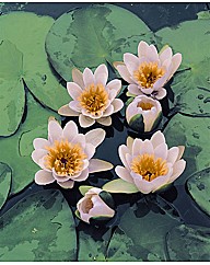 Nymphaea Aurora Water Lily