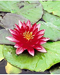 Nymphaea Attraction Water Lily