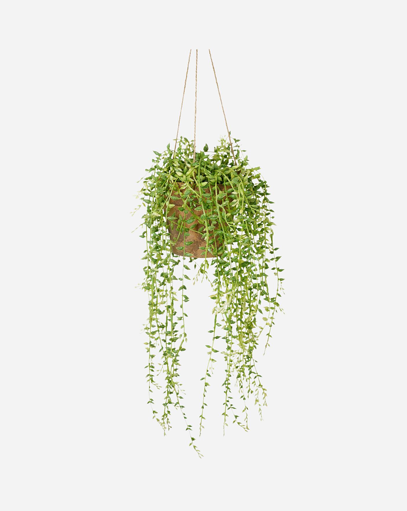 Hanging Faux Senecio with Cement Pot | J D Williams