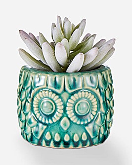 Fiori Blue Small Owl Pot With Succulent