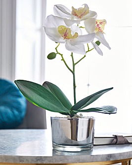 White Orchid in Silver Pot 26cm