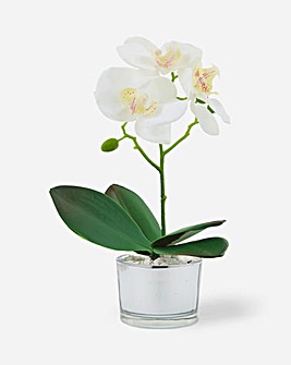 White Orchid in Silver Pot 26cm
