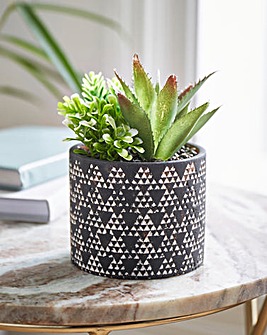 Succulent in Black Design Pot