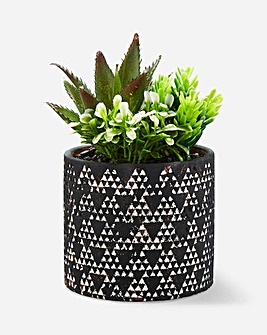 Succulent in Black Design Pot