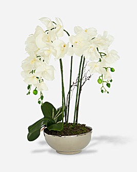 White Orchid In Silver Ceramic Pot