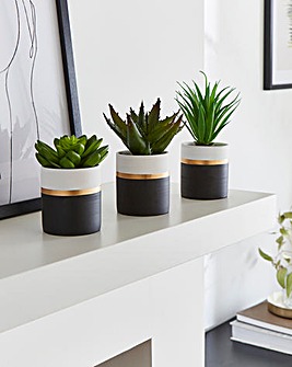 Set of 3 Succulents in Ceramic Pots