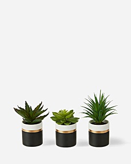 Set of 3 Succulents in Ceramic Pots