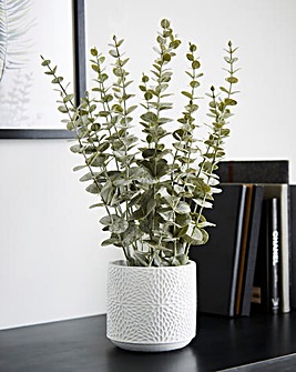 Eucalyptus in White Ceramic Pot