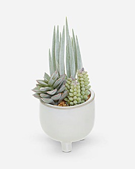 Mixed Succulents in Small White Ceramic Pot