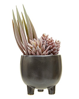 Mixed Succulents in Small Grey Ceramic Pot