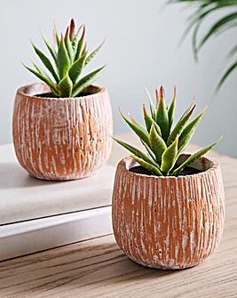 Set of 2 Aloe Vera in a Pot