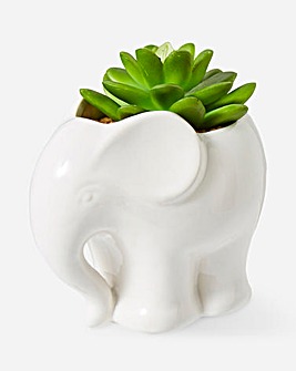 Plant in Ceramic Elephant Pot