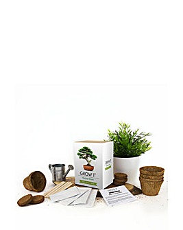 Grow your own Bonsai Tree