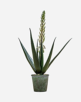 Potted Aloe With Flowers