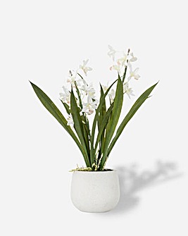 Potted Cymbidium Orchid