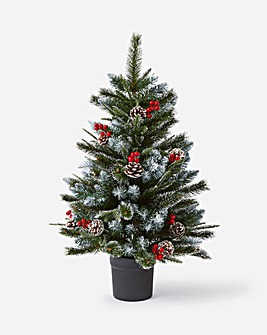 Potted New Jersey Spruce Tree